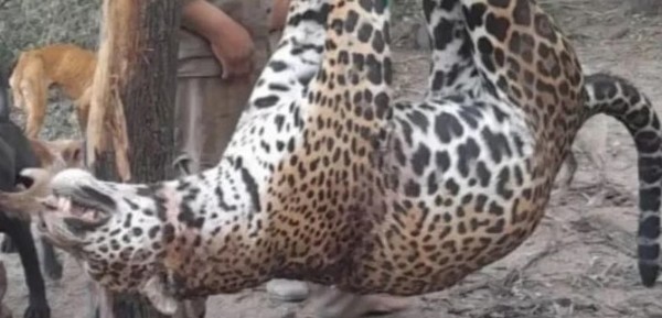 Condenaron a cuatro cazadores que mataron un yaguareté: tres deberán cumplir prisión domiciliaria