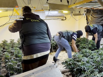 Golpe al tráfico de marihuana: la Guardia Civil detiene a 35 personas en una operación con registros en 25 localidades