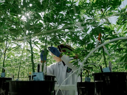 España aprueba el uso del cannabis medicinal: solo en hospitales y recetado por especialistas