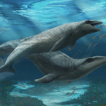 Increíble hallazgo de un depredador que habitó los mares hace 26 millones de años
