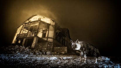 Las fotografías ganadoras del ‘Wildlife Photographer of the Year 2025’