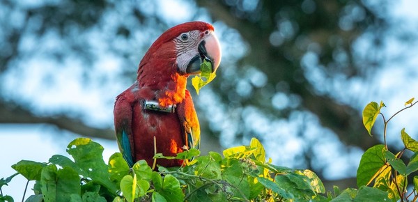 Apuntan a un grupo de chicos de entre 10 y 12 años por matar a “Charrúa”, un guacamayo rojo protegido