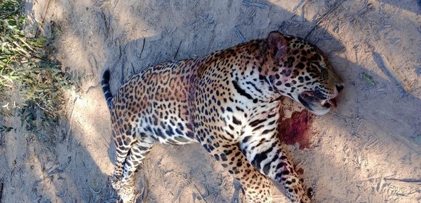 Los mandan presos por matar un yaguareté: las claves del fallo contra cuatro cazadores
