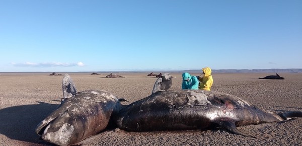 Dramático hallazgo en Tierra del Fuego: aparecieron 26 orcas muertas en una playa del norte de la provincia