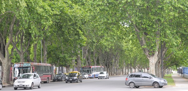 Los plátanos, la alergia y un suplicio: cómo aguantar los dos meses malditos