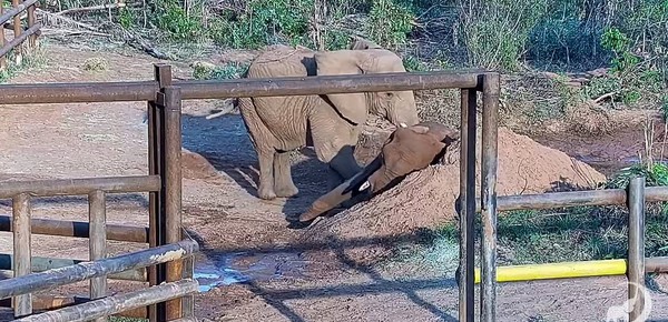 Murió Pupy, la última elefanta porteña: en abril había sido trasladada a un santuario de Brasil
