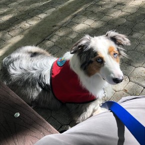El perro sordo que acompaña niños: “Nos enseñó que el amor y la lealtad no necesitan palabras ni sonidos”