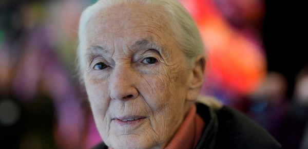 Murió Jane Goodall, la famosa conservacionista que vivió con chimpancés por más de 60 años