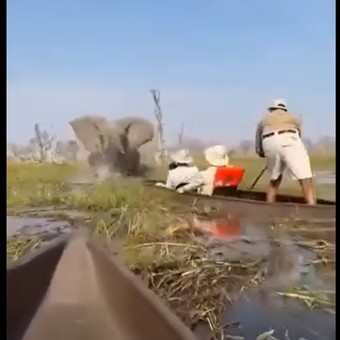 El impactante video del ataque de un elefante a un grupo de turistas: “Tuvieron suerte”